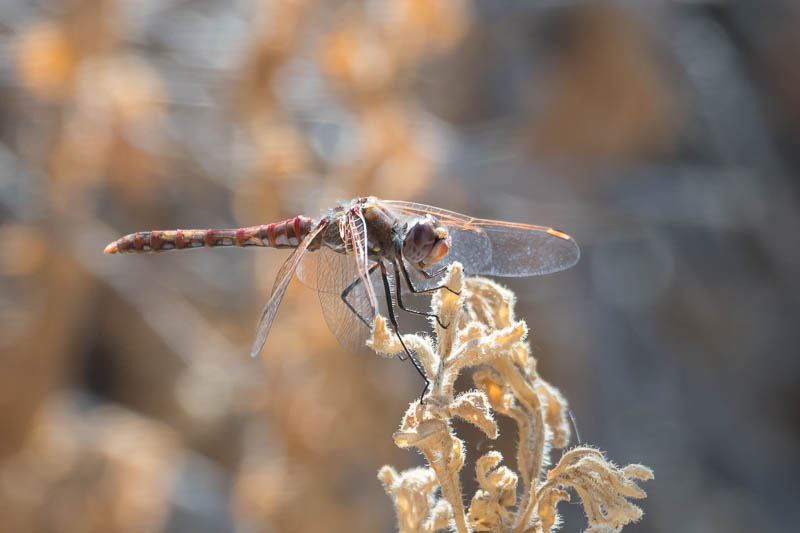 Variegated Meadowhawk